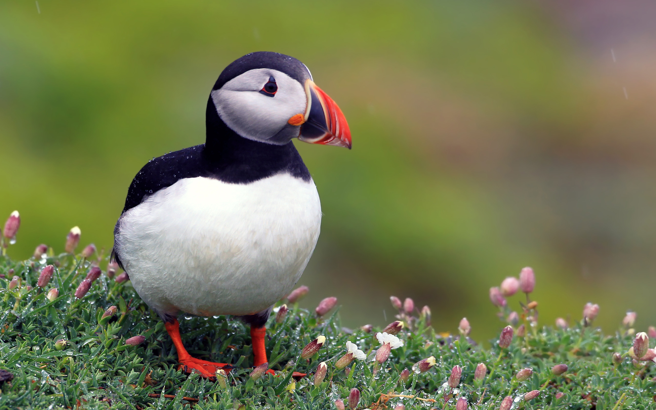 Atlantic Puffin on flowers
