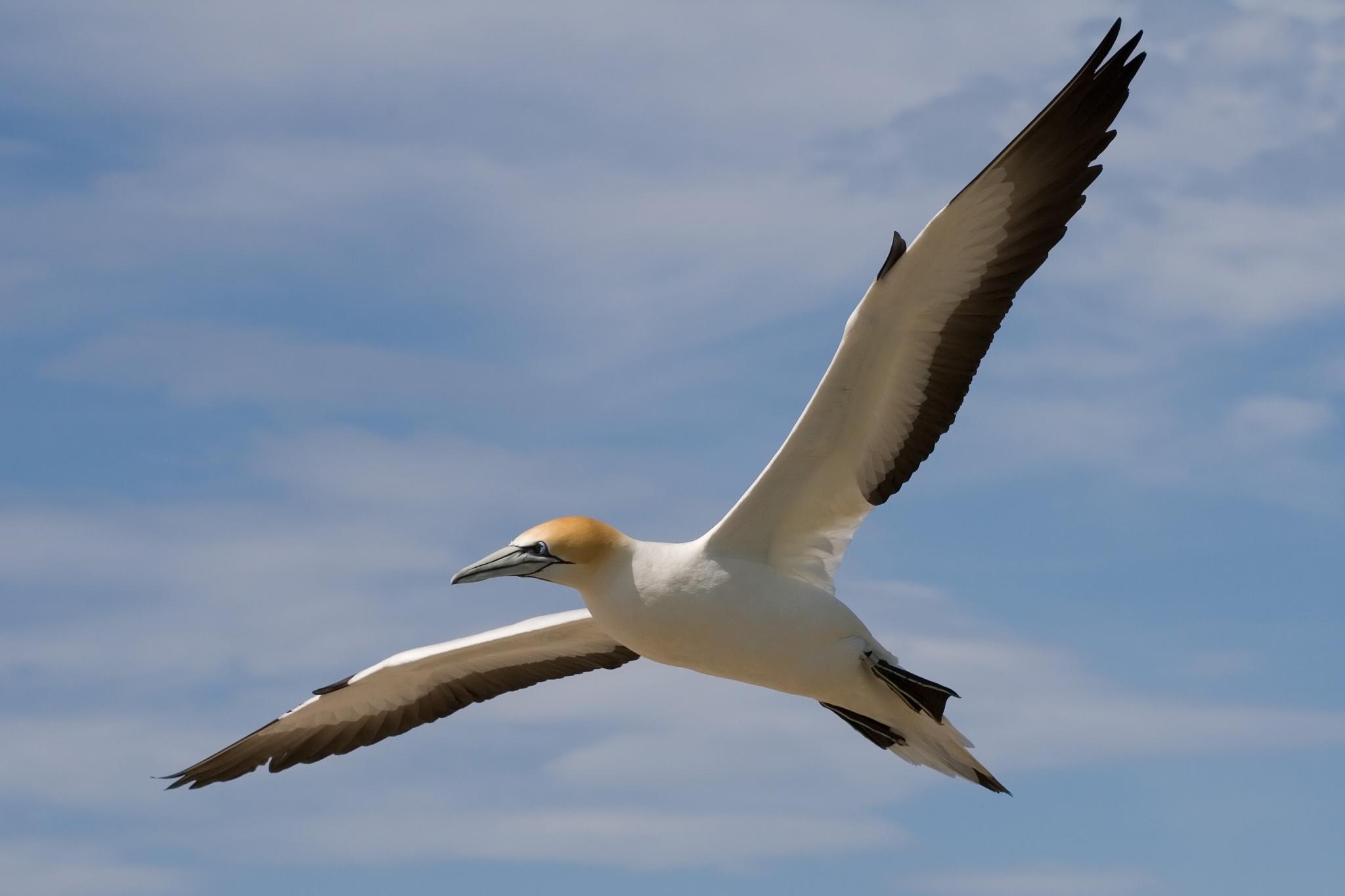 Australasian Gannet over sea