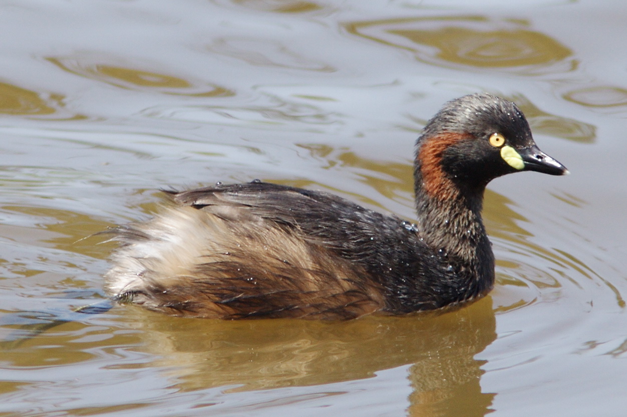 Australasian Grebe floats