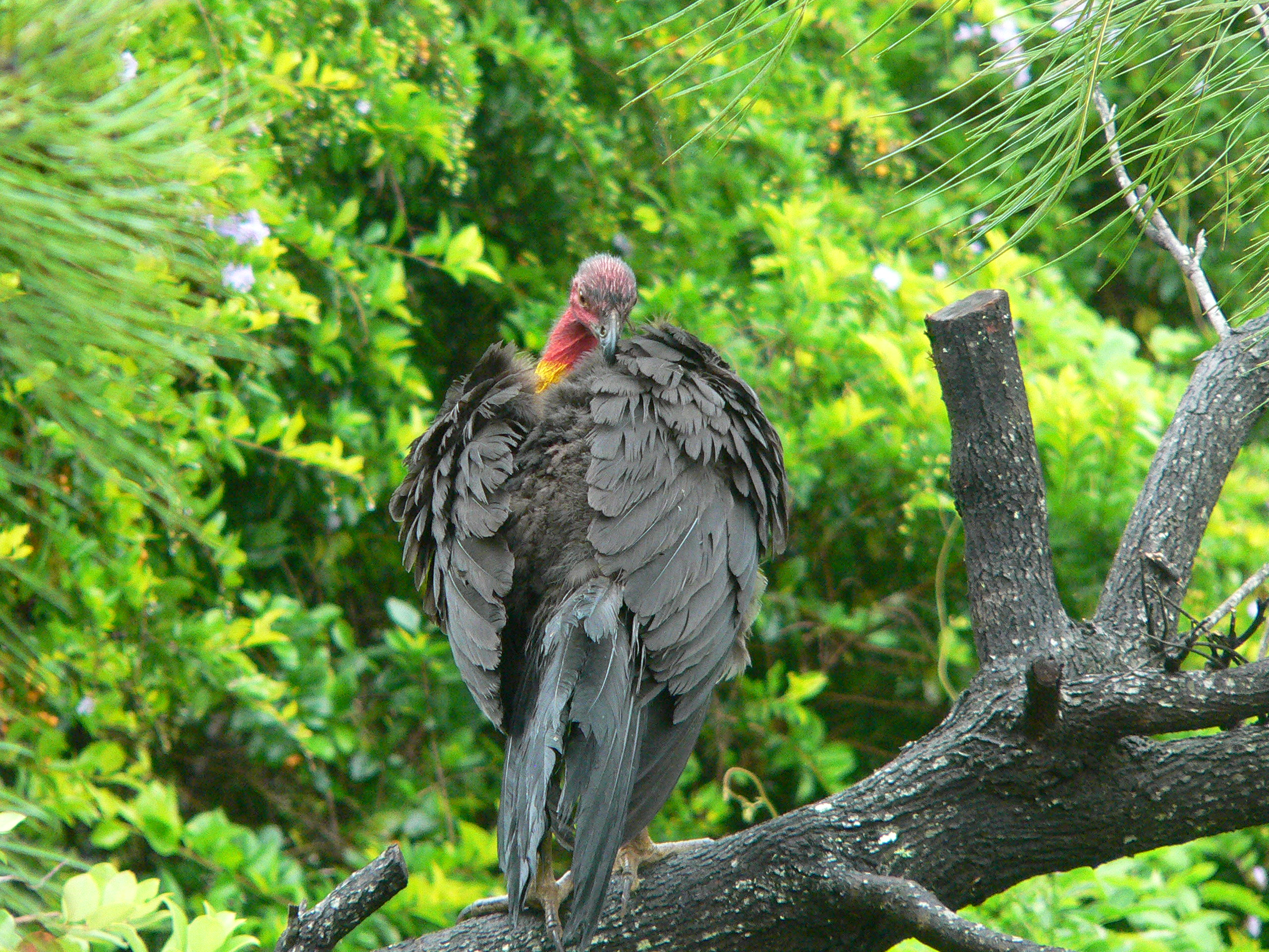 Australian Brush-turkey on a branch