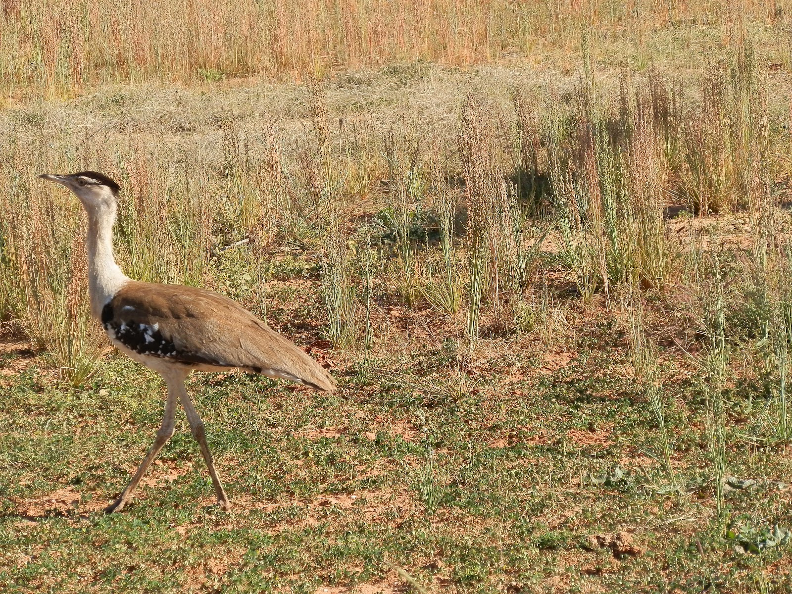 Australian Bustard in the desert