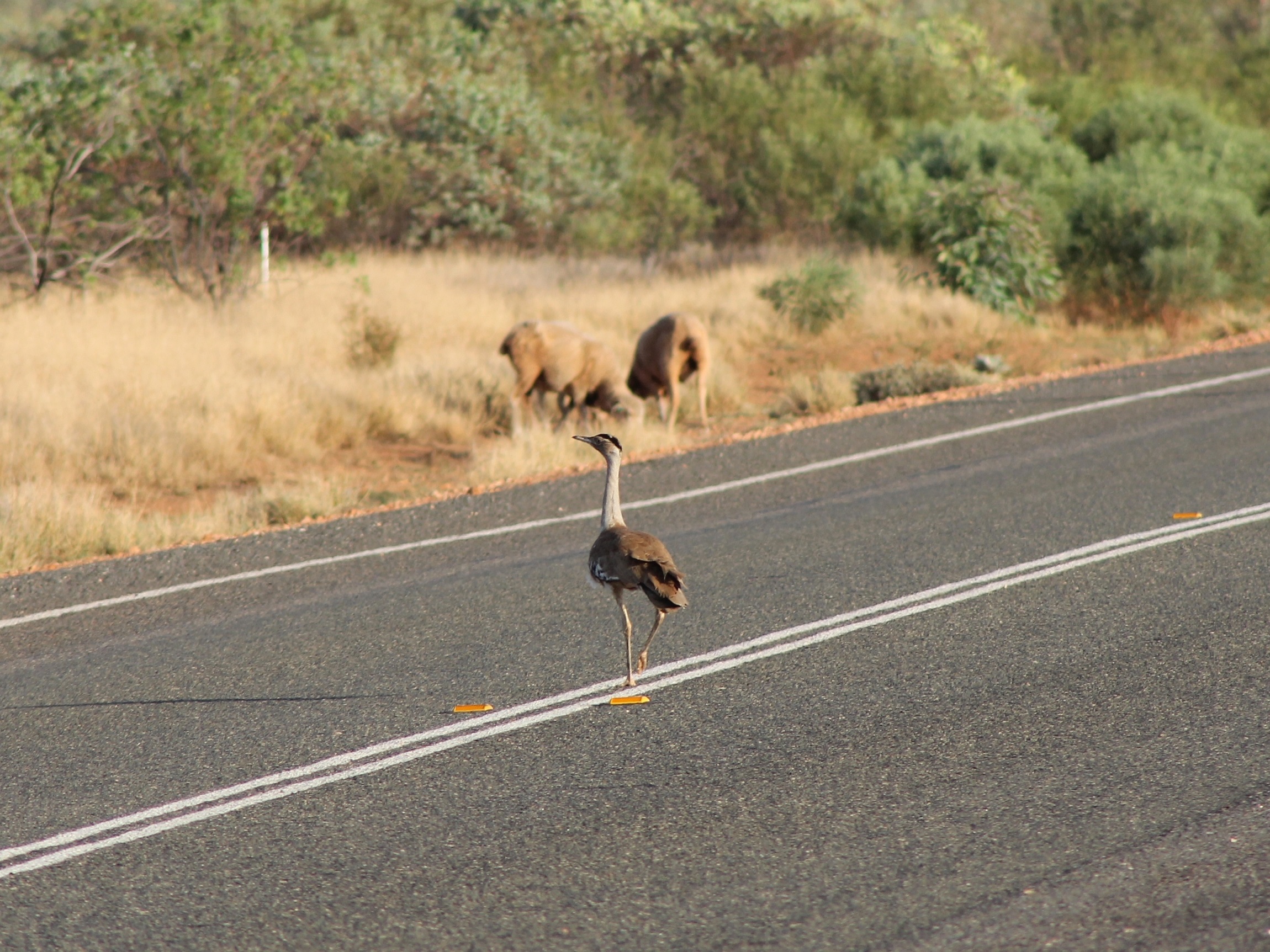 Australian Bustard on the road