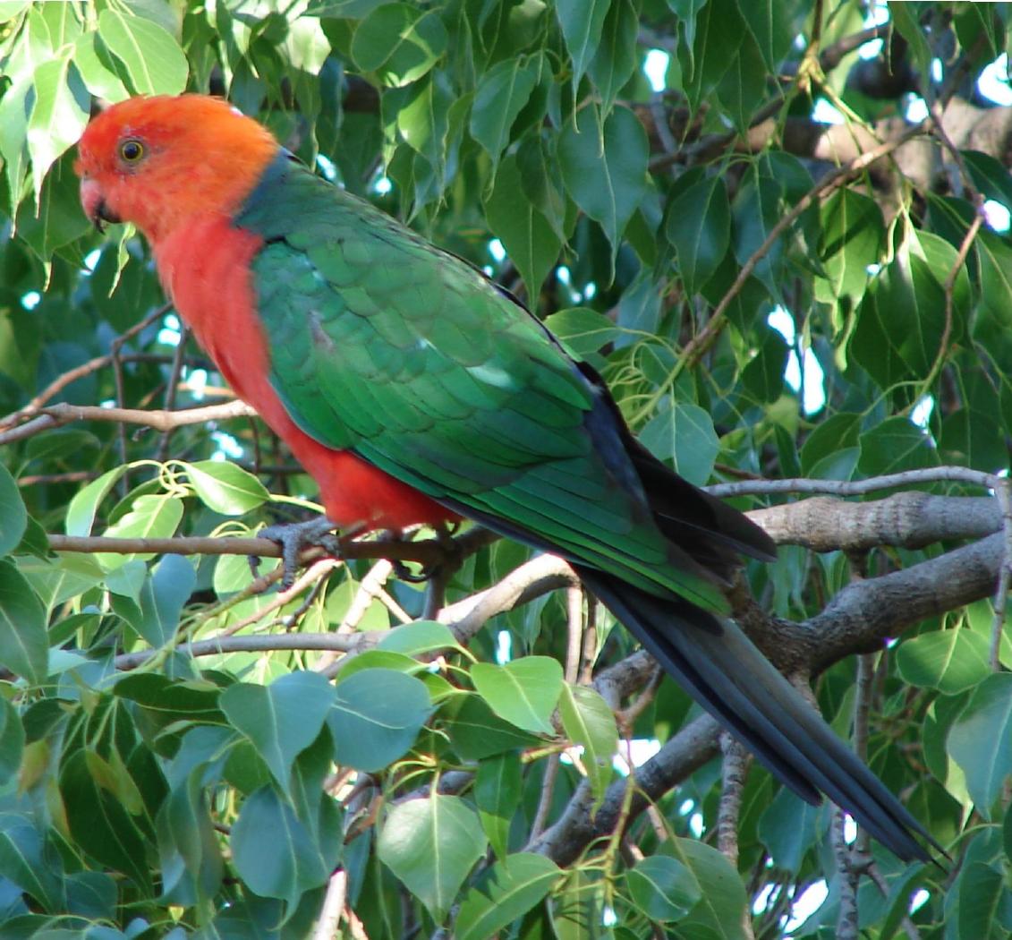 Australian King Parrot on the branch