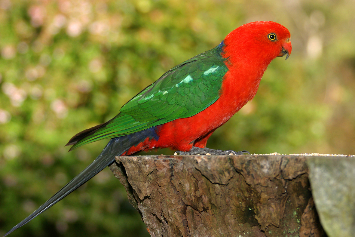 Australian King Parrot on the stump