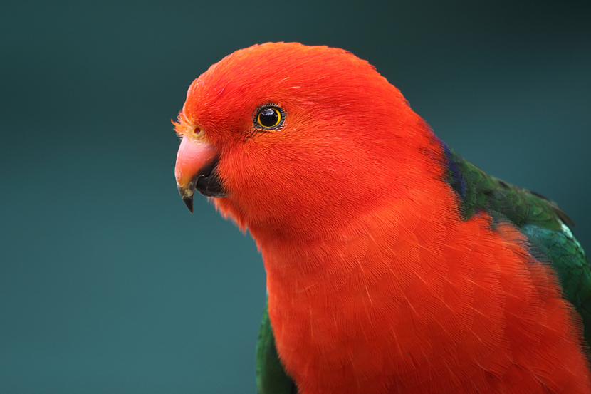 Australian King Parrot