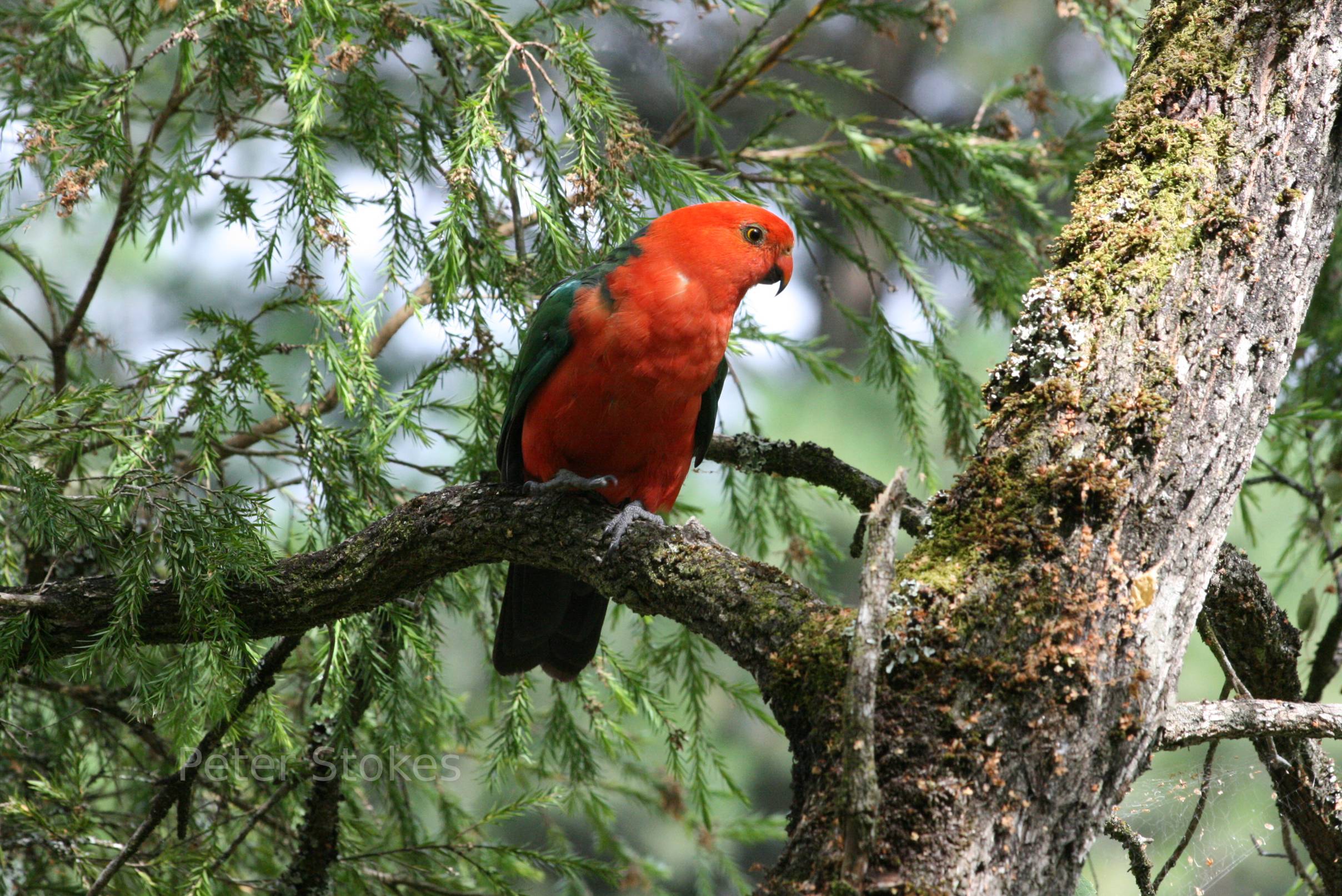 Australian King Parrot sitting on a tree