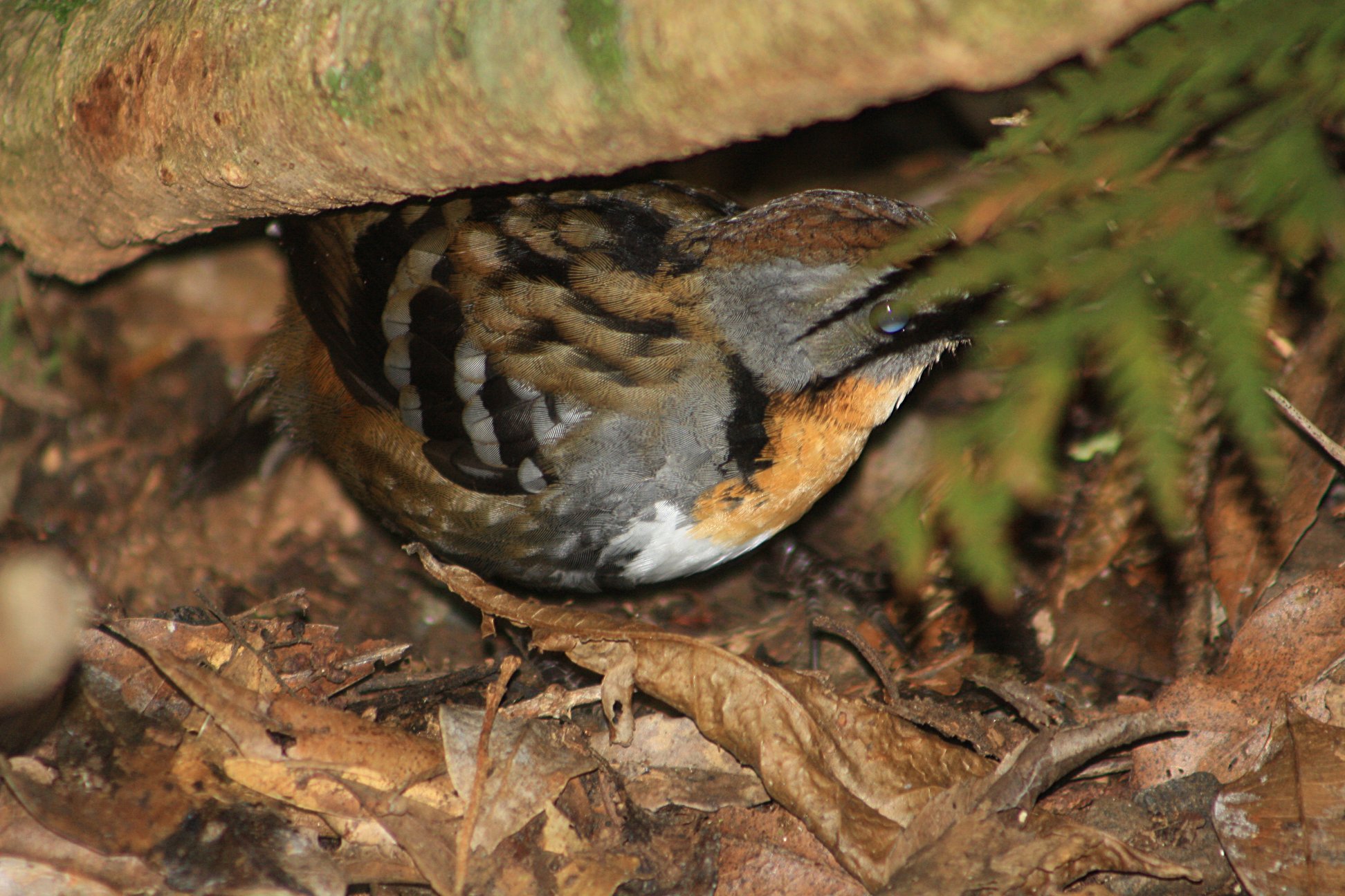 Australian Logrunner lurking