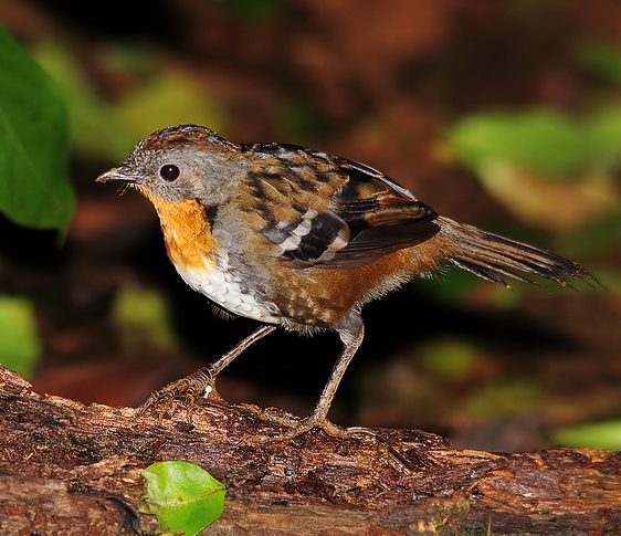 Australian Logrunner on the tree