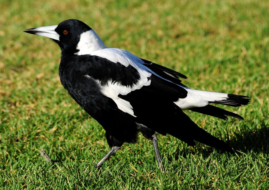 Australian Magpie on the grass