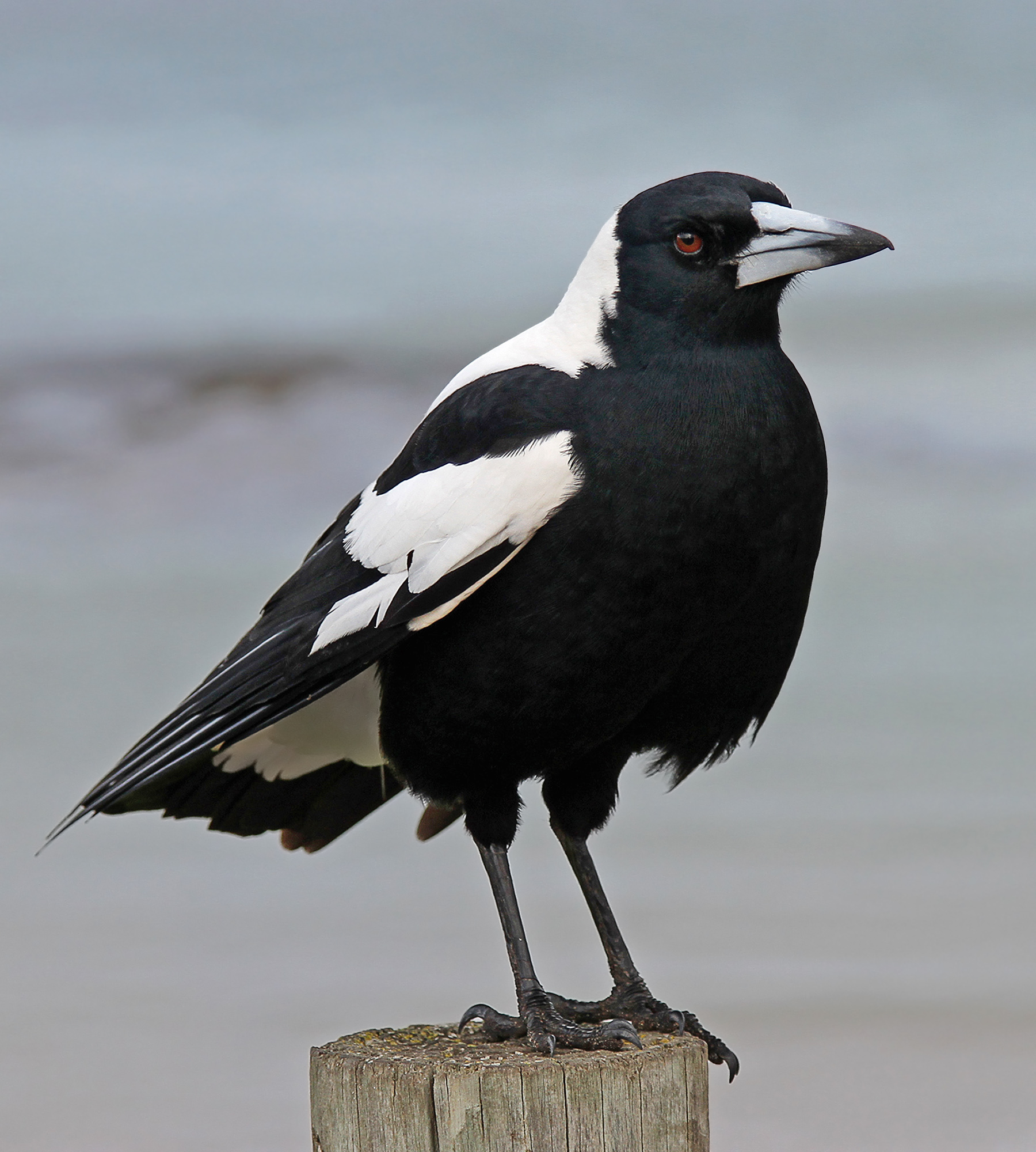 Australian Magpie on the stump