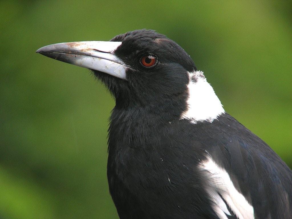 Australian Magpie