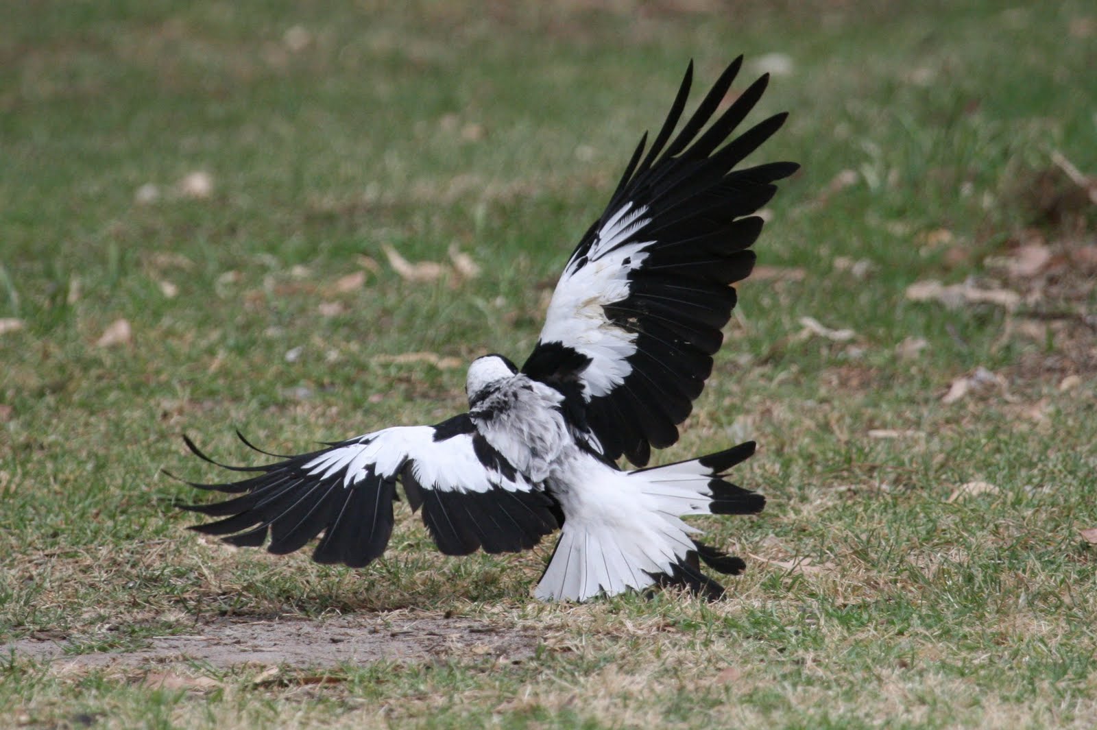 Australian Magpie preparing to fly