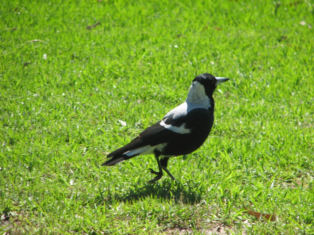 Australian Magpie walks