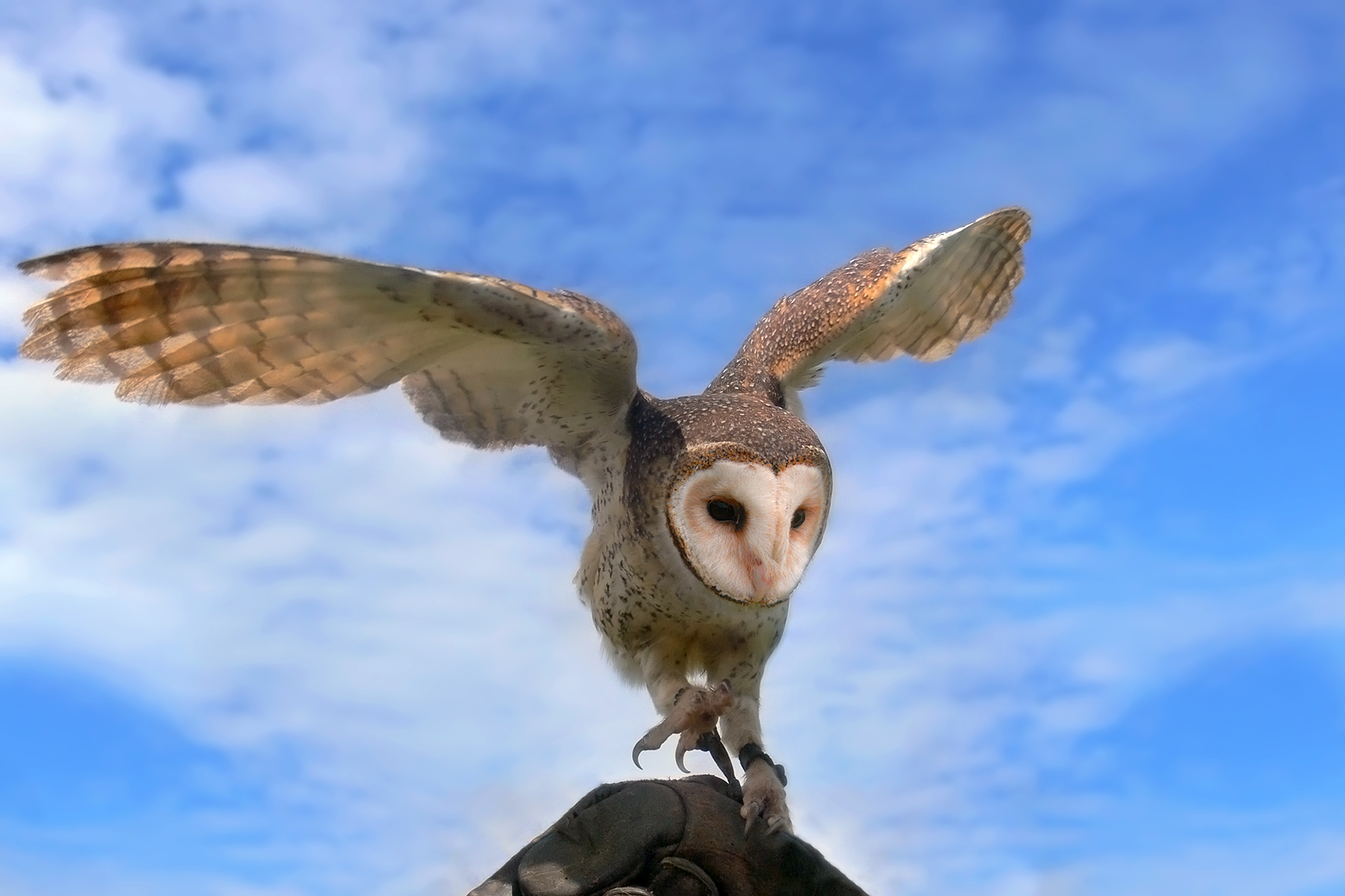 Australian Masked Owl preparing to fly