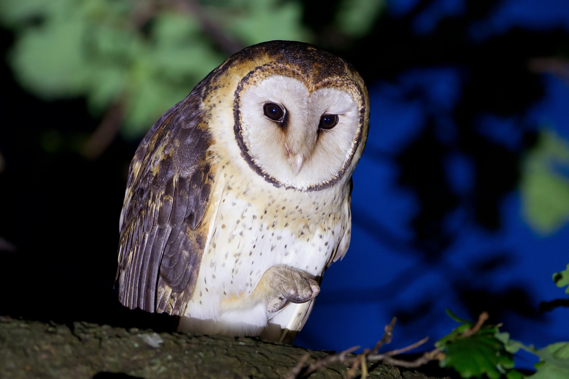 Australian Masked Owl sitting