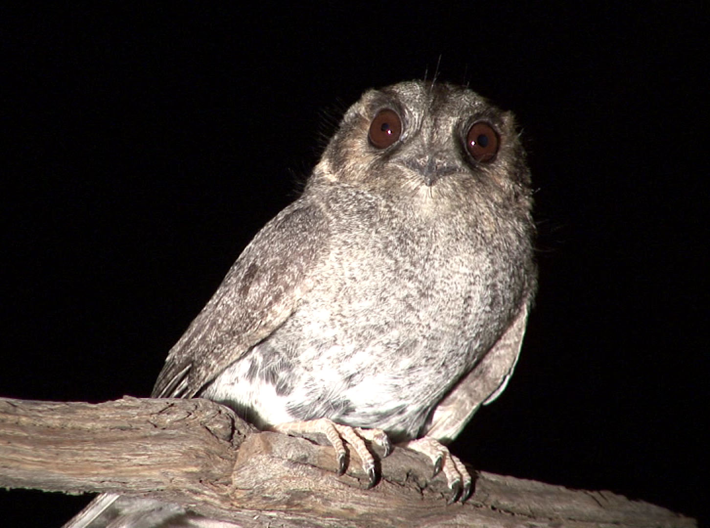 Australian Owlet-nightjar on the branch