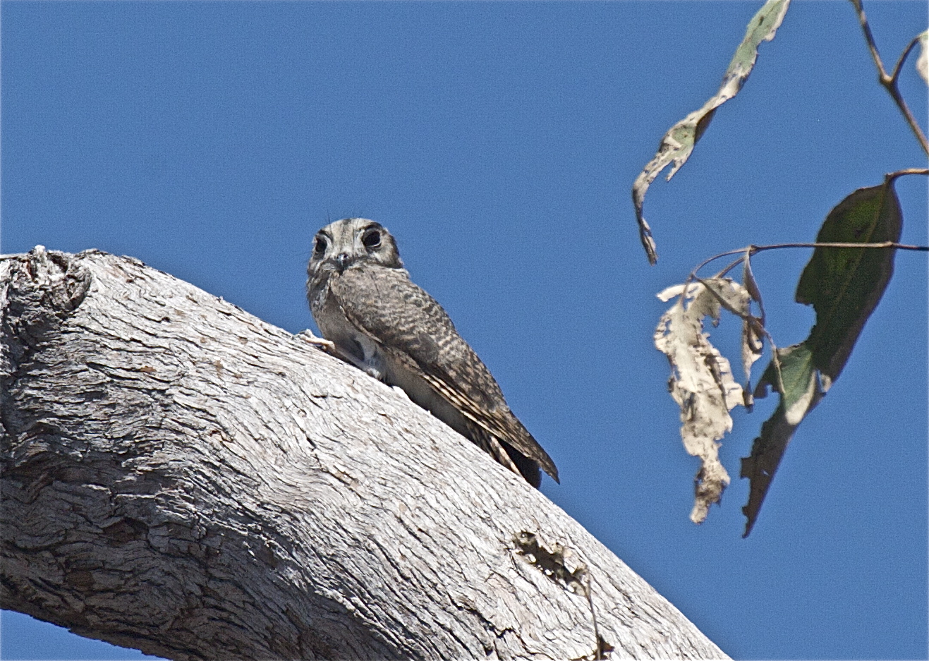 Australian Owlet-nightjar on the tree