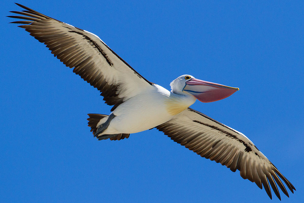 Australian Pelicans flying