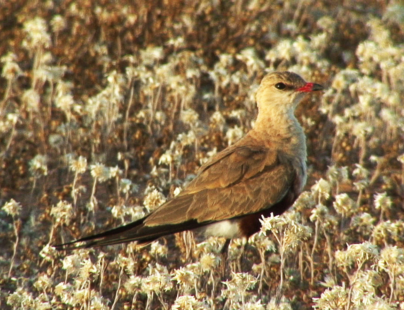 Australian Pratincole in the grass