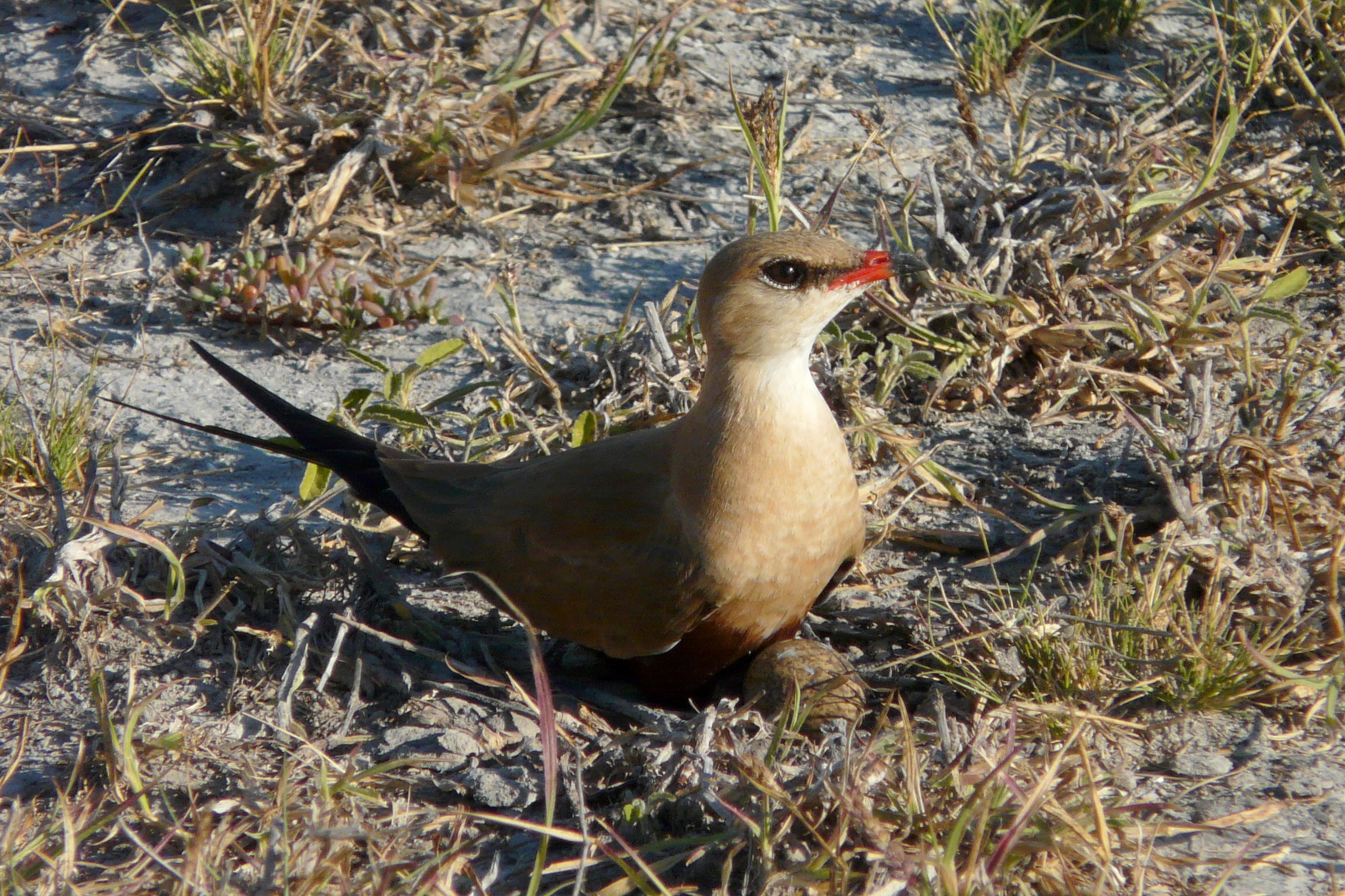 Australian Pratincole sitting