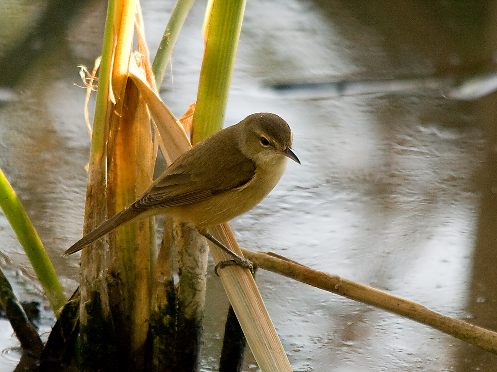 Australian Reed-warbler on reeds