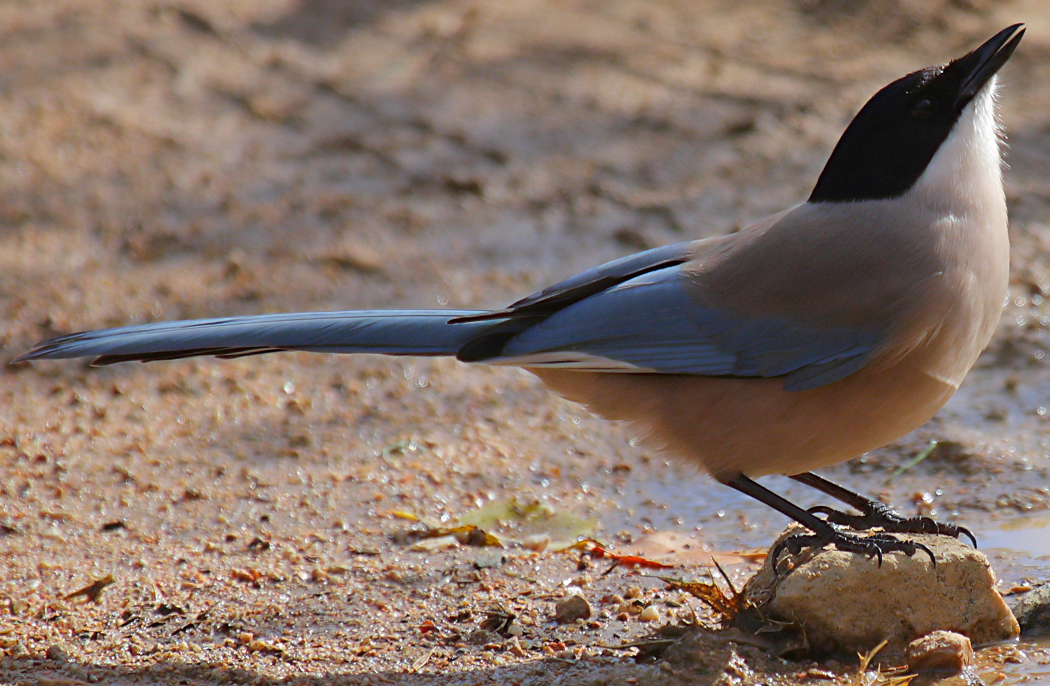 Azure-winged Magpie on the rocks