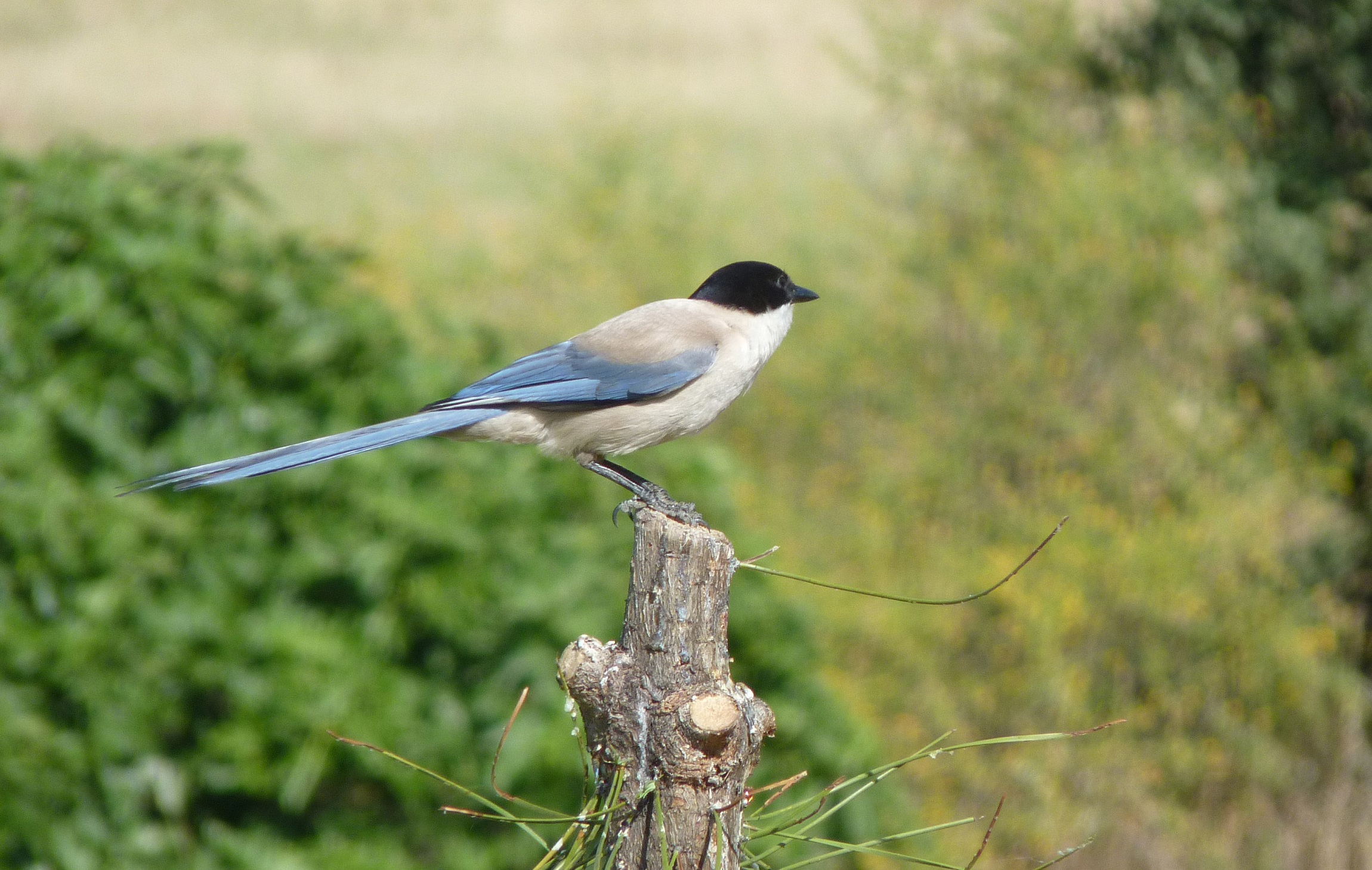 Azure-winged Magpie on the stump