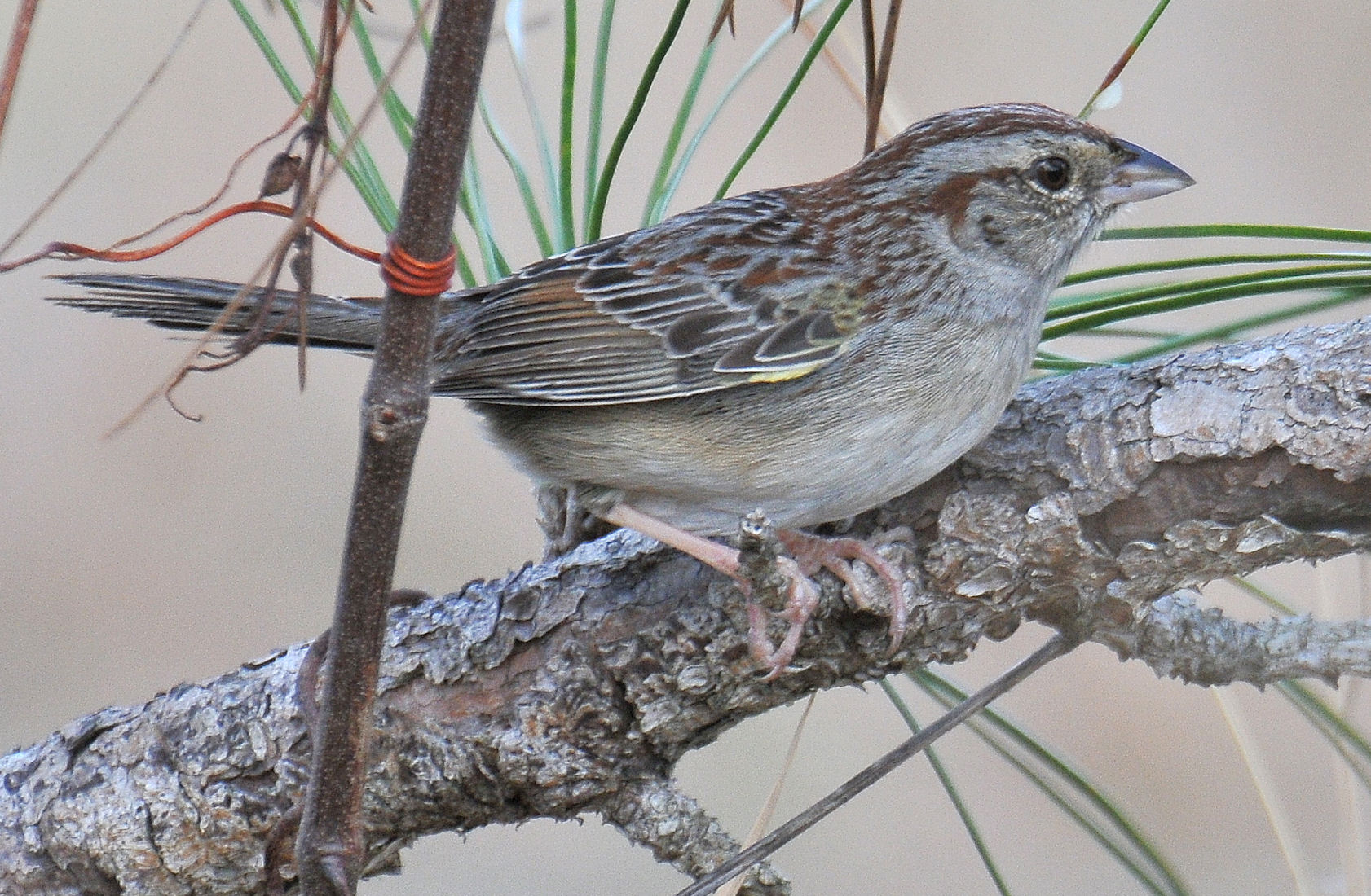 Bachman's Sparrow on branch