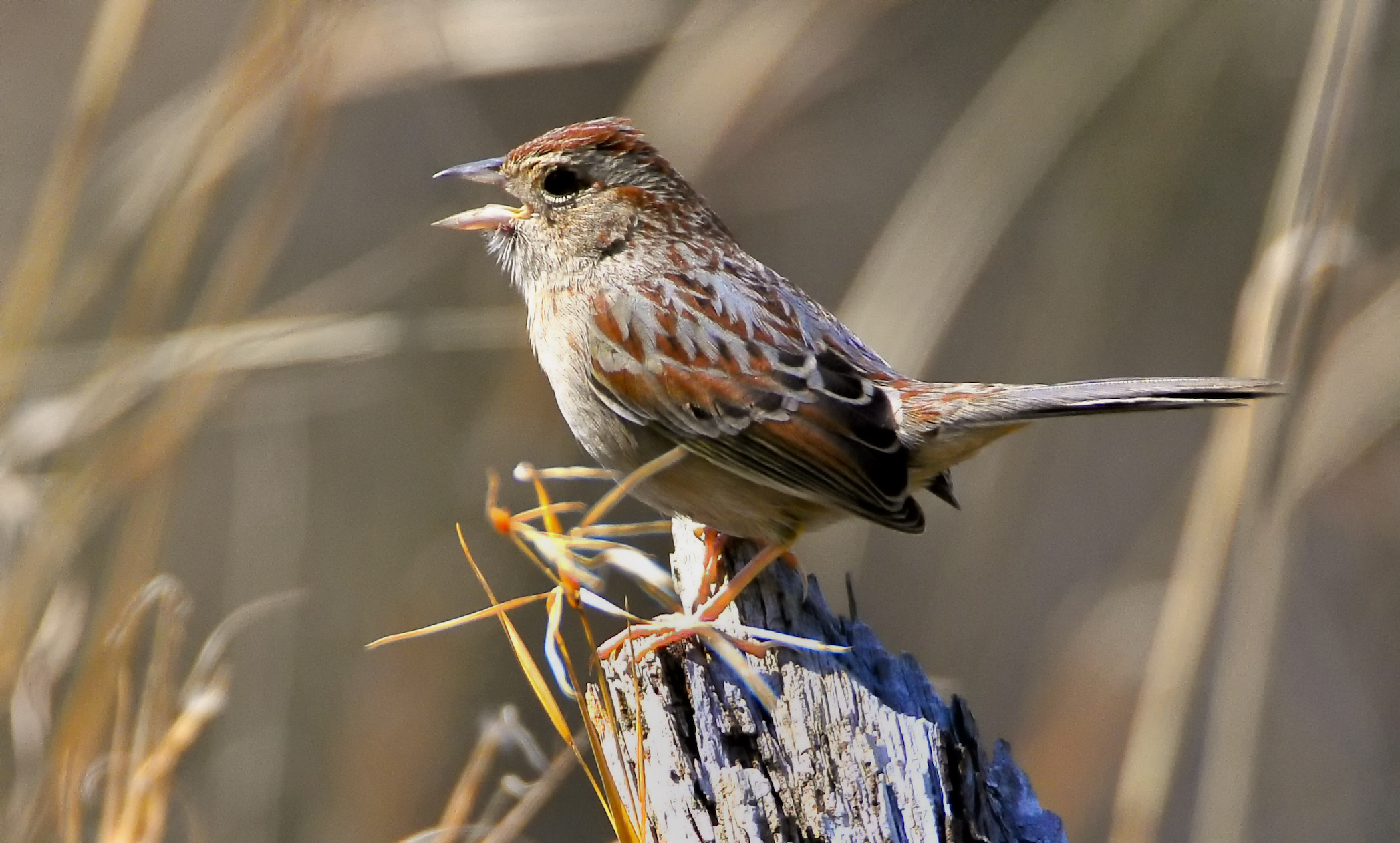 Bachman's Sparrow side view