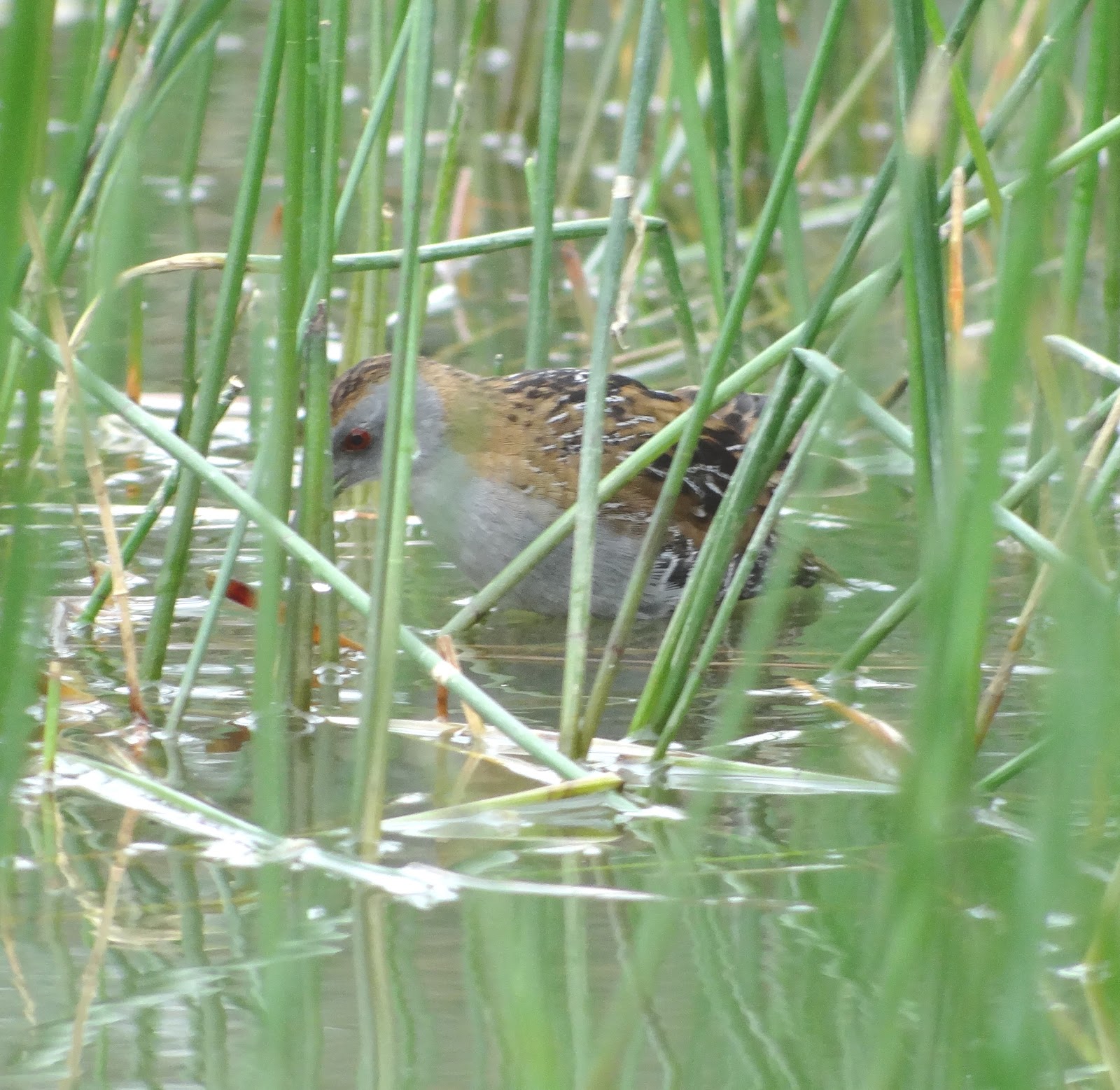 Baillon's Crake among the reeds