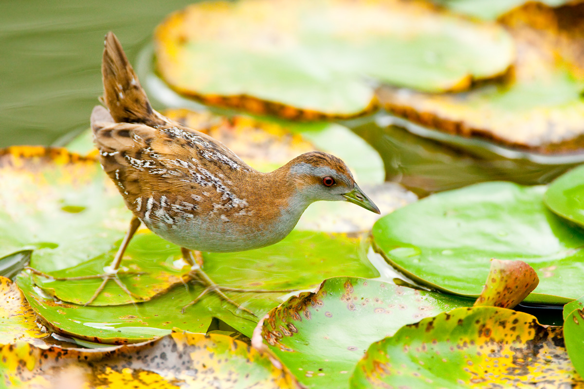 Baillon's Crake on water lily