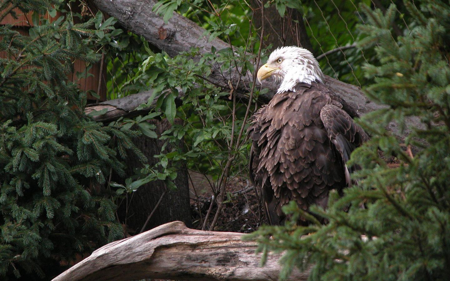 Baldeagle Trees Wallpaper