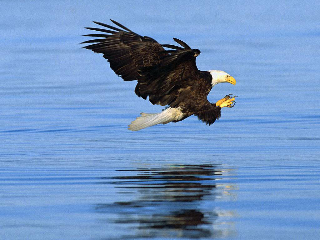 Baldeagle Water Wallpaper