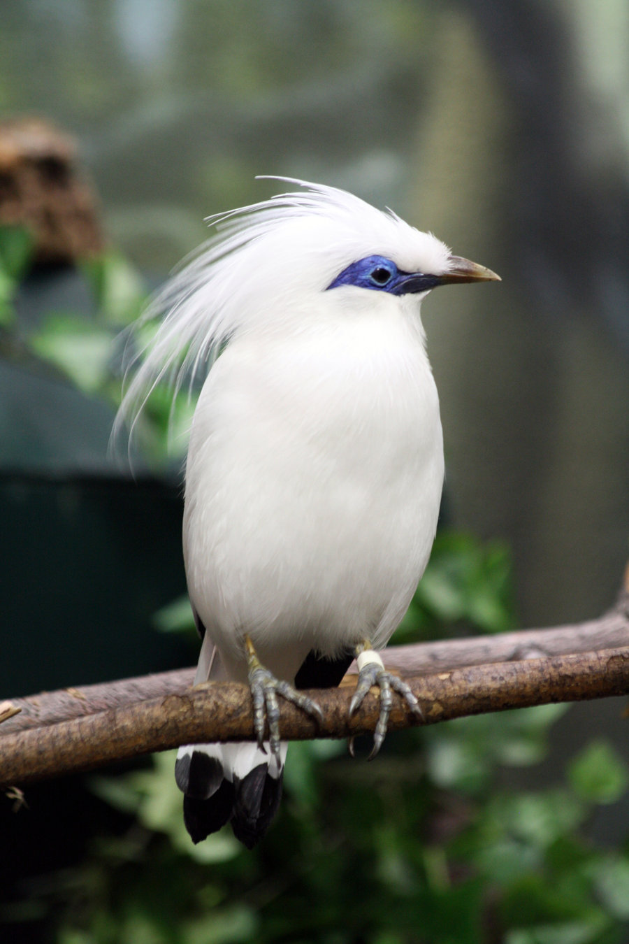 Bali Myna on the branch