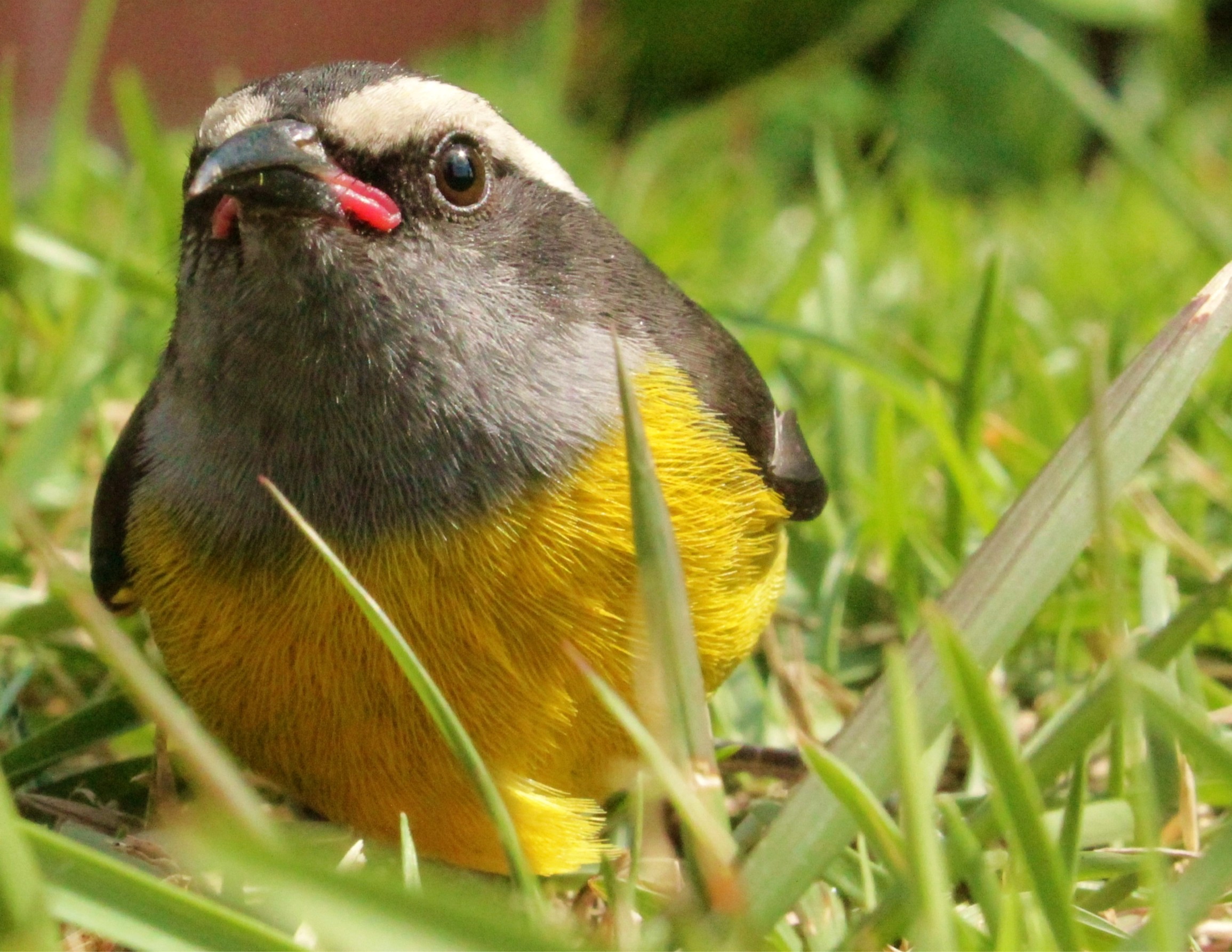 Bananaquit face