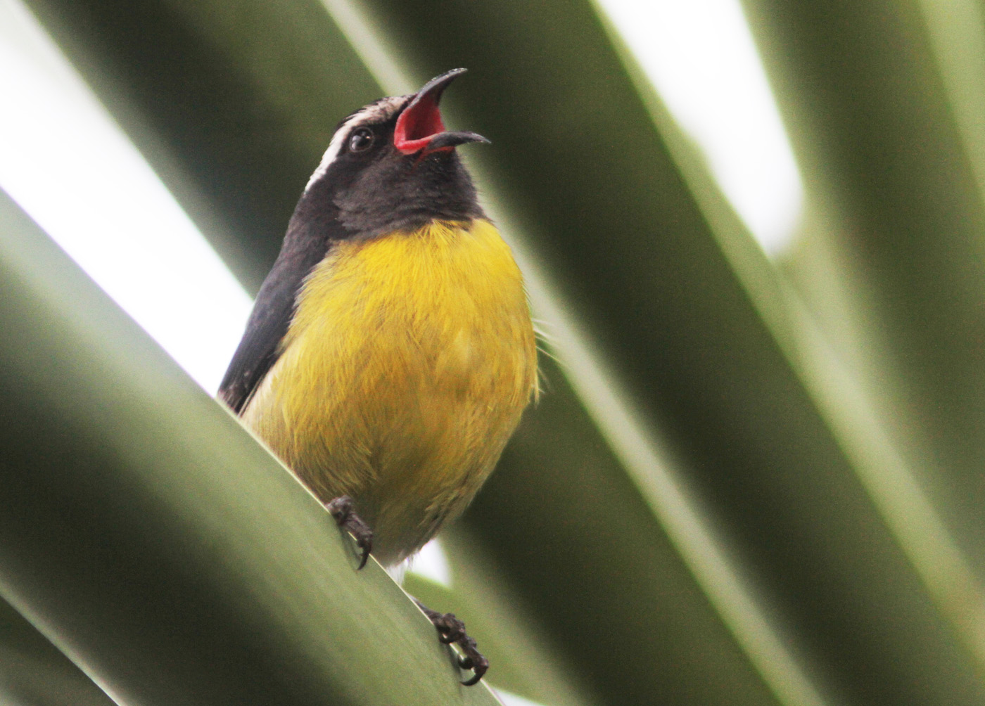 Bananaquit on the branch