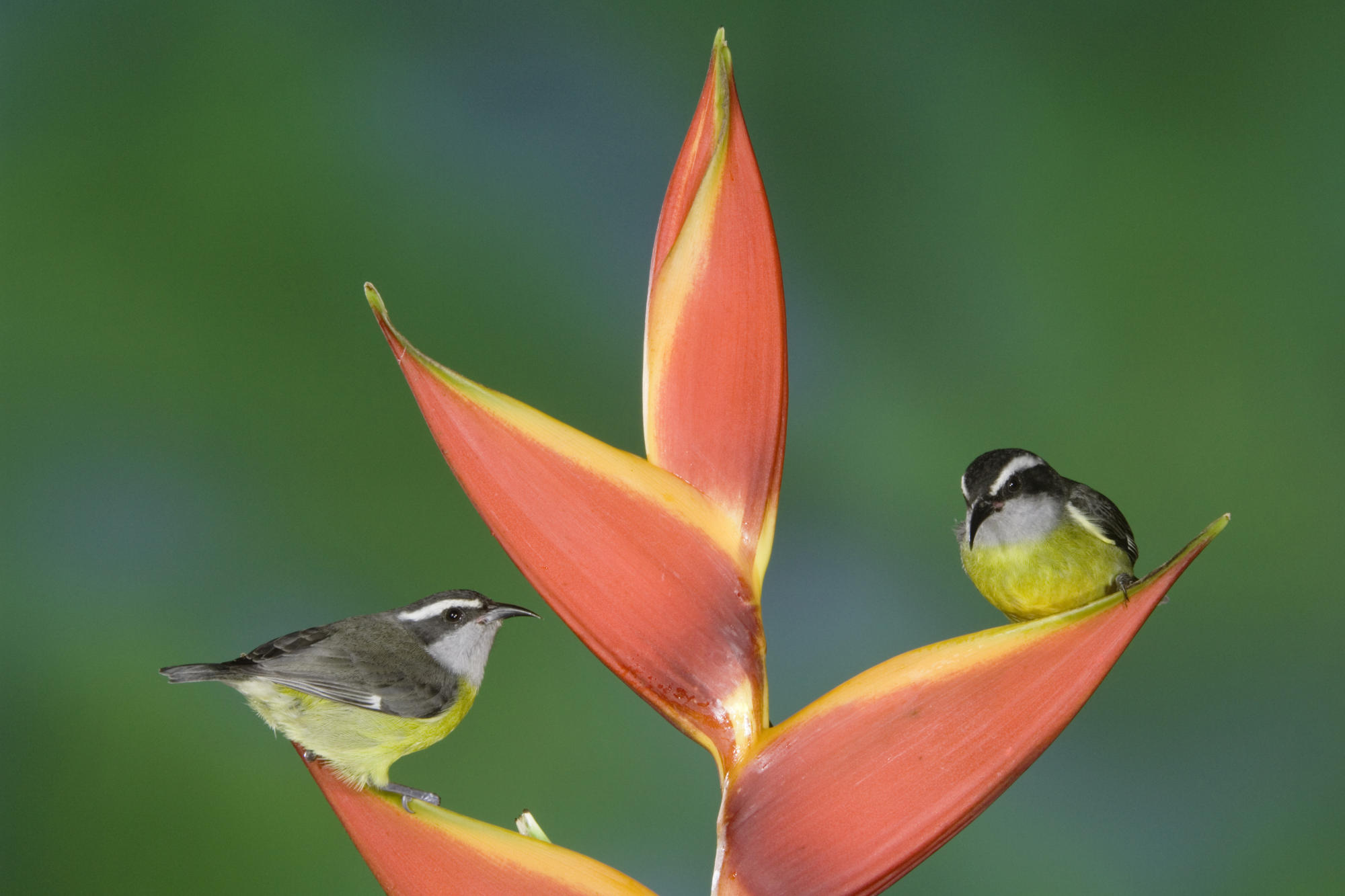 Bananaquits on the flower