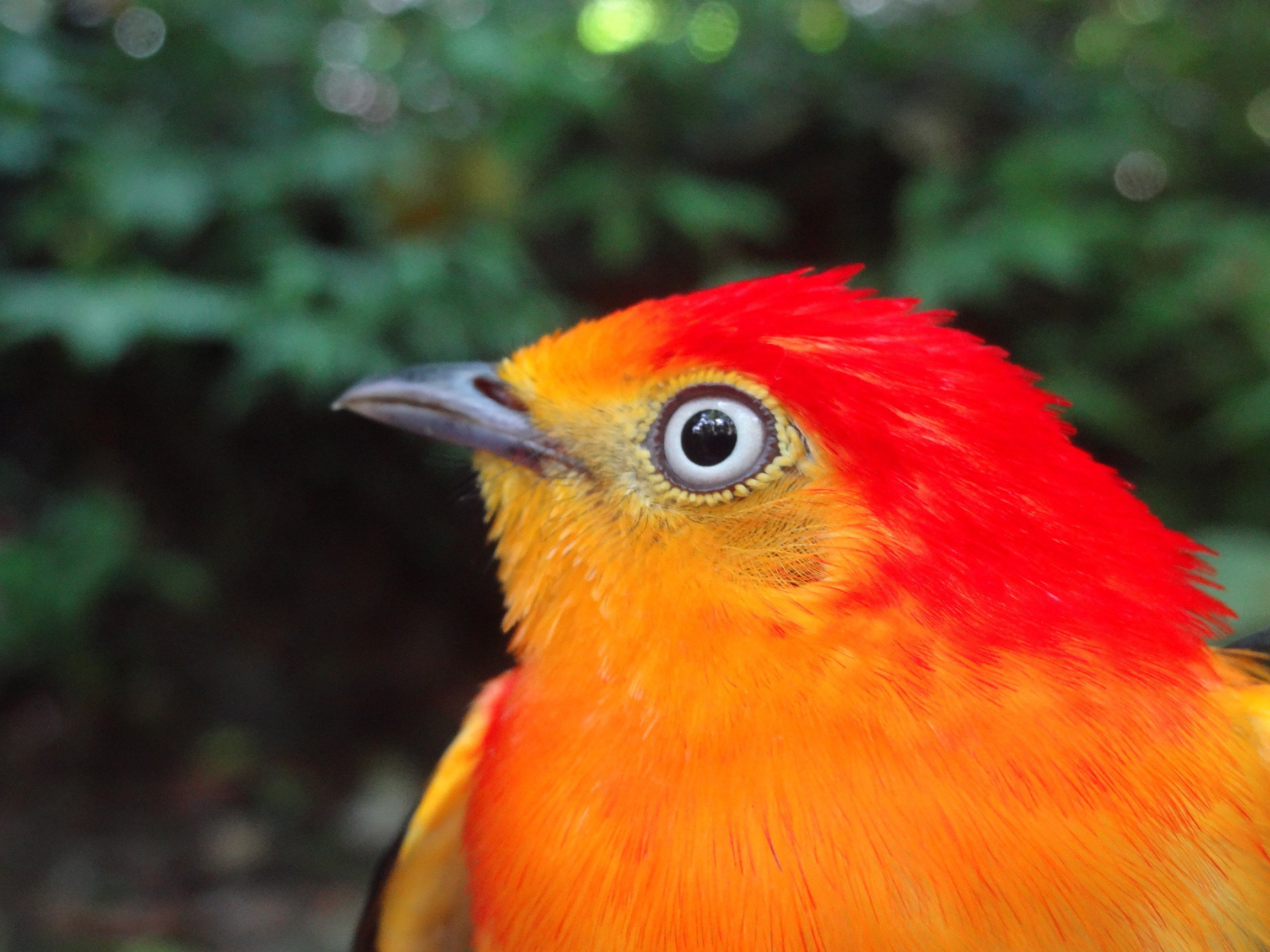 Band-tailed Manakin face