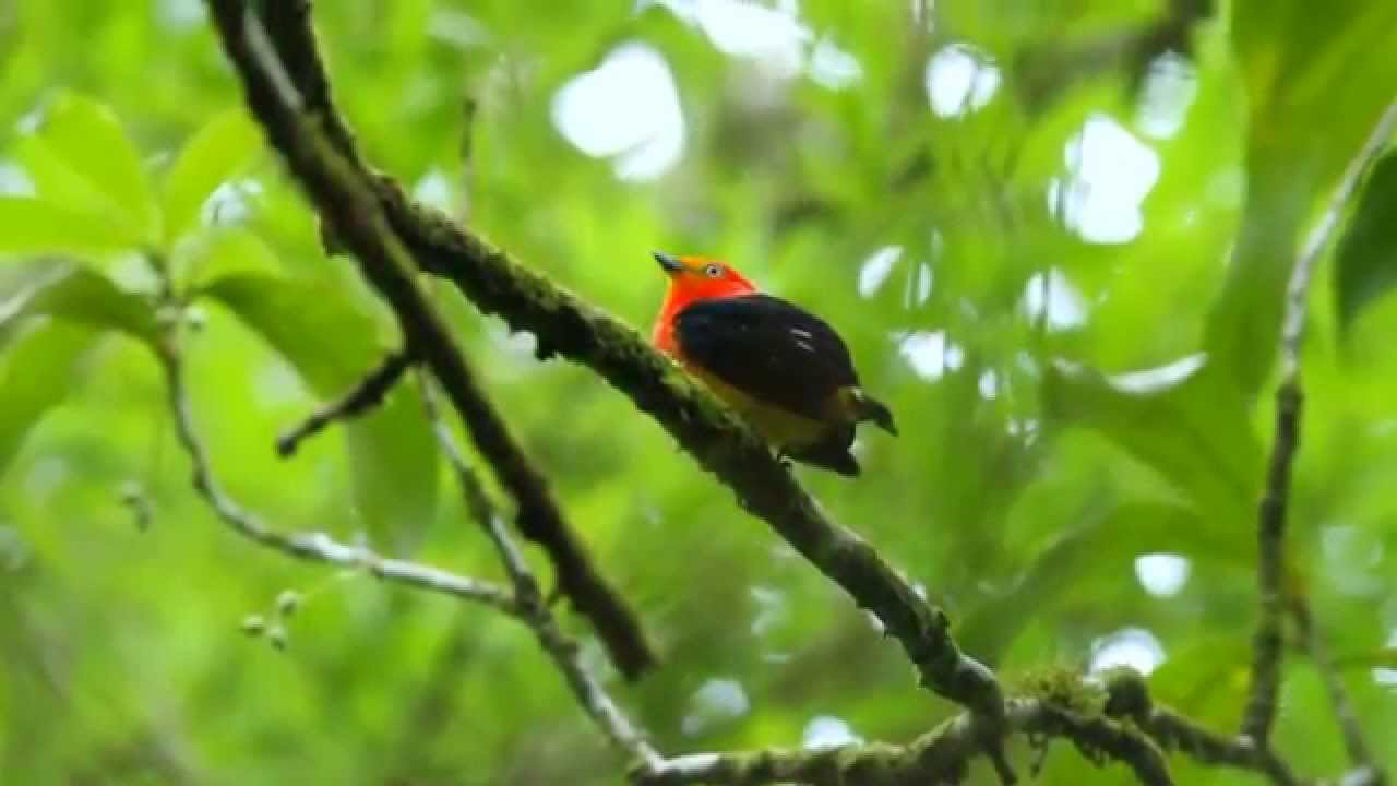 Band-tailed Manakin in forest