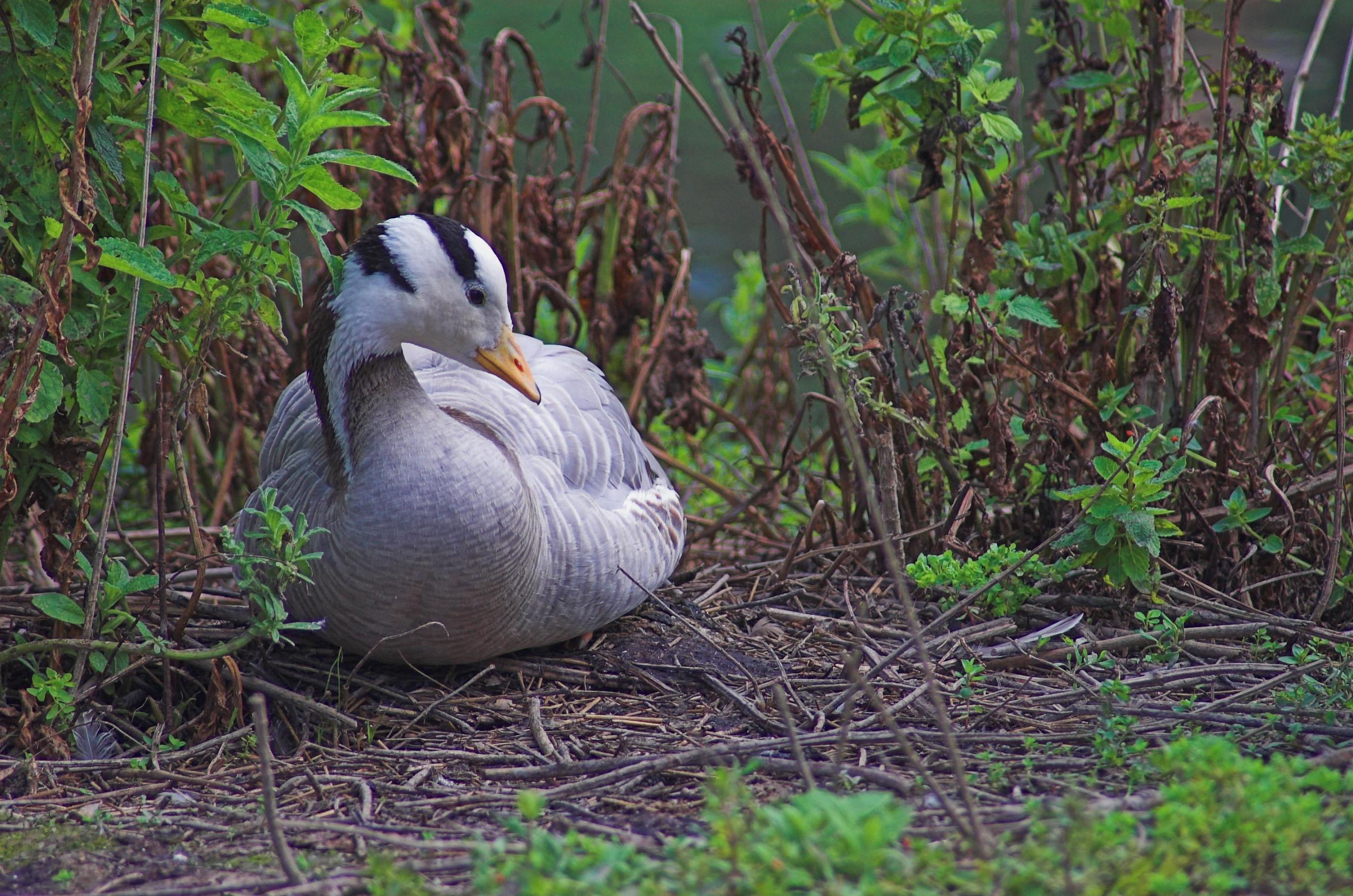 Bar-headed Goose in bushes