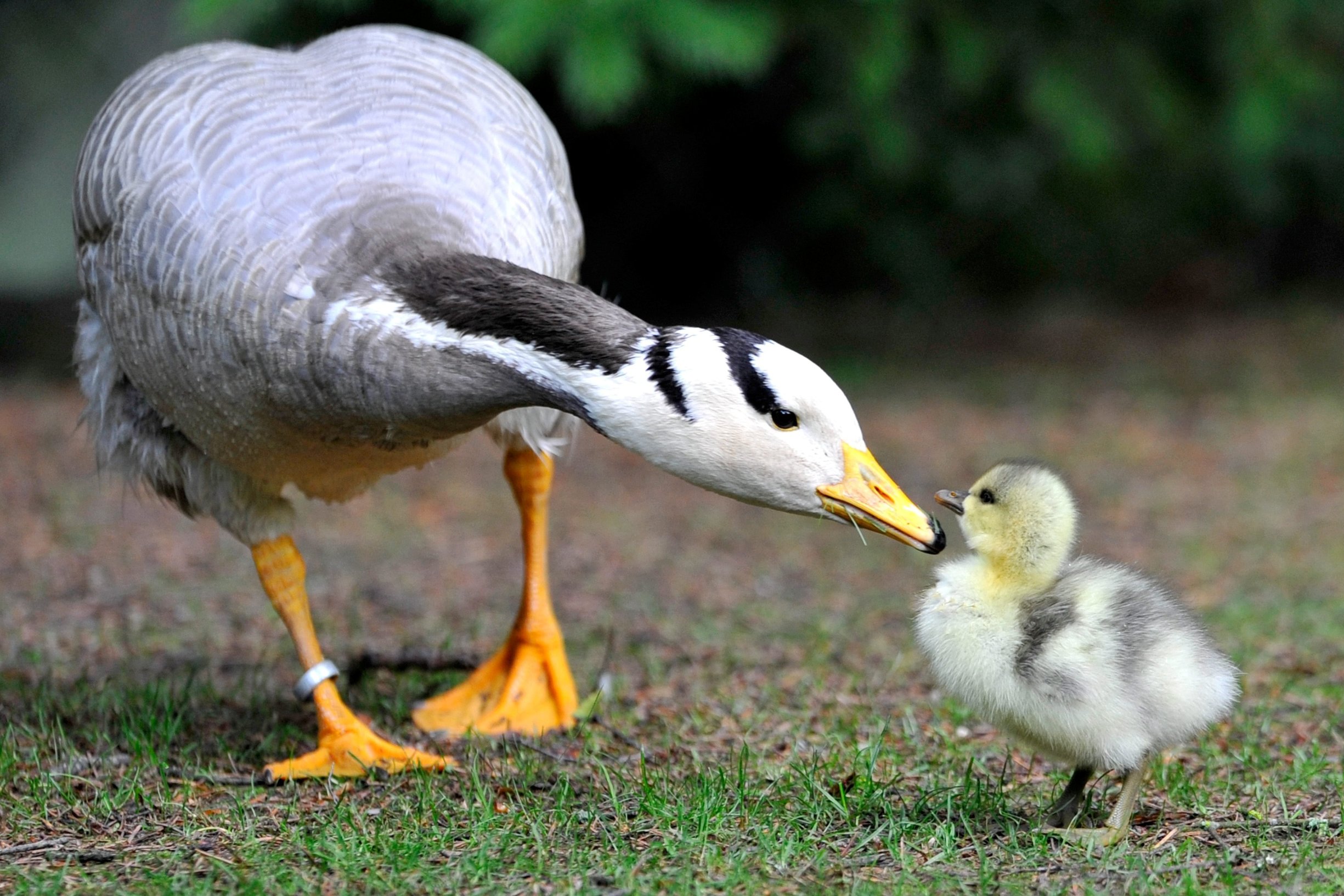 Bar-headed Goose with its baby