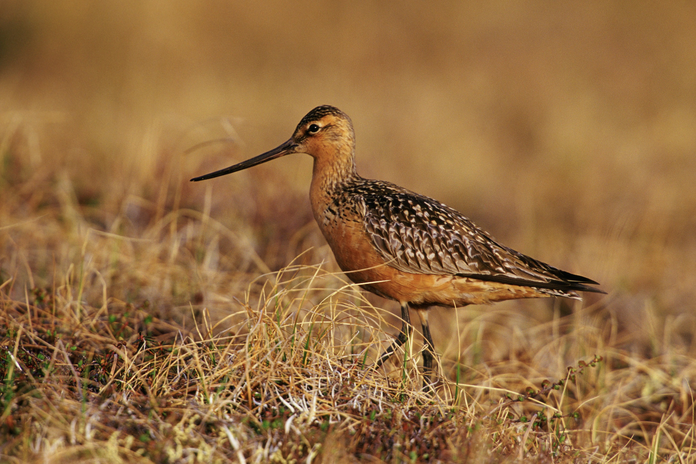 Bar-tailed Godwit in field