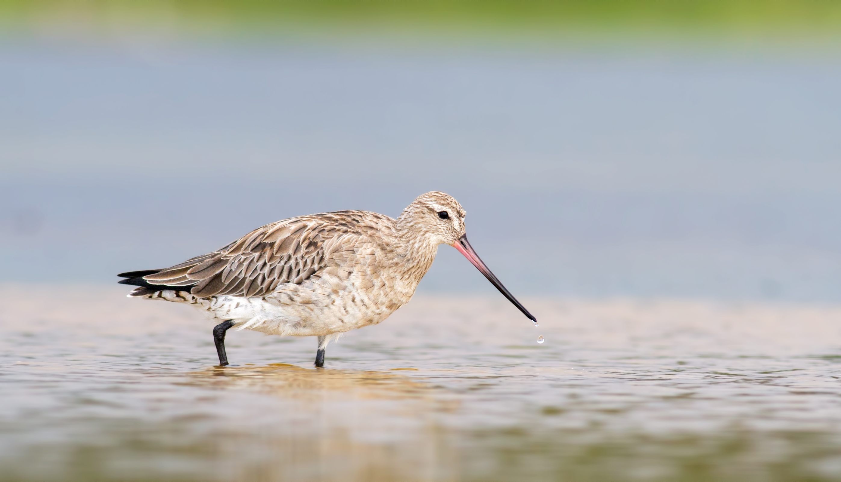 Bar-tailed Godwit in water