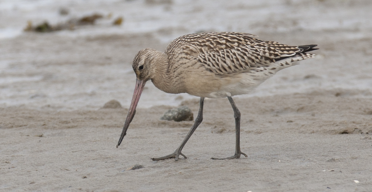 Bar-tailed Godwit on the sand