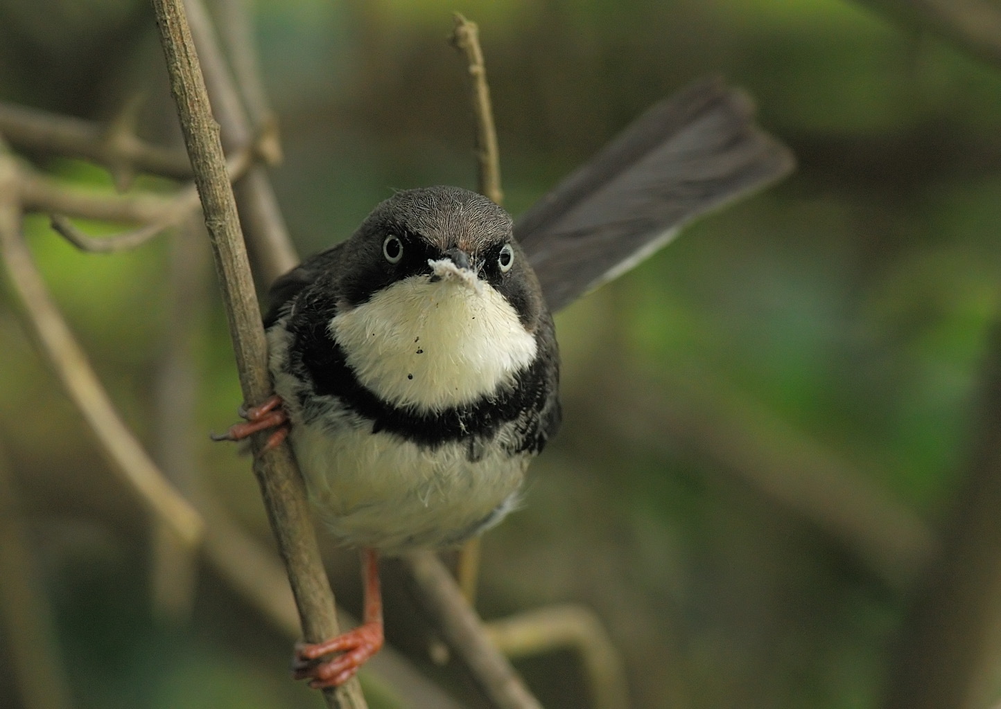 Bar-throated Apalis on the tree