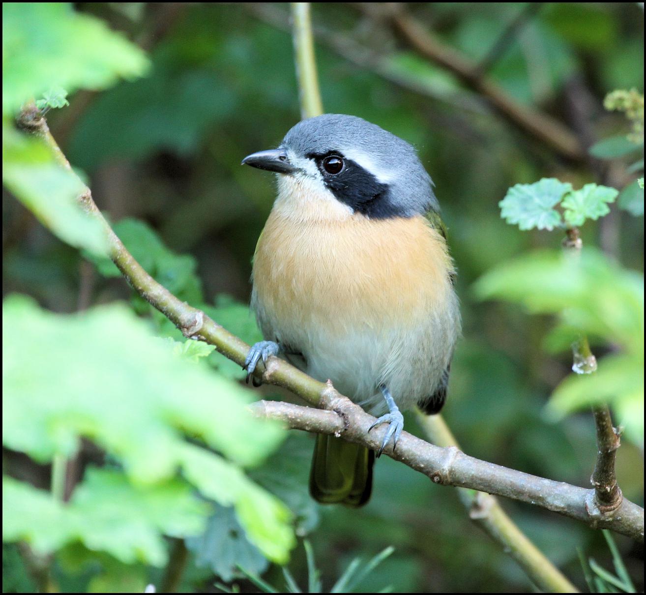 Bar-throated Apalis side view