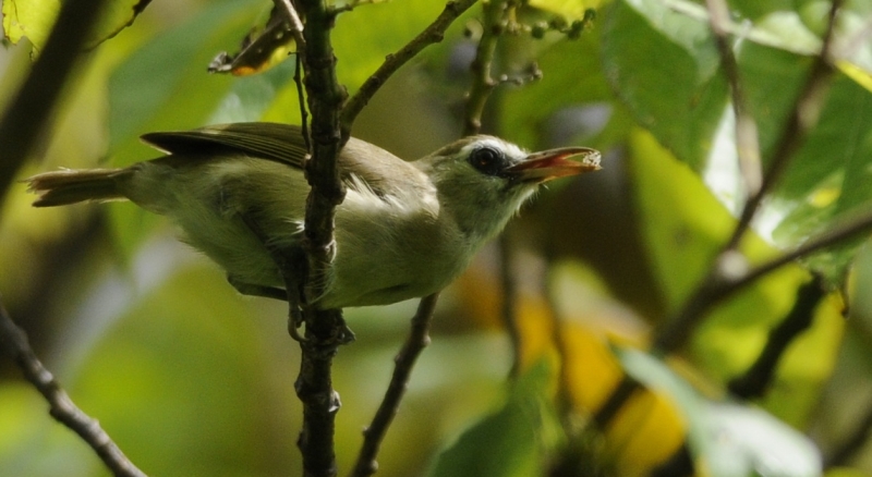 Bare-eyed White-eye among the foliage