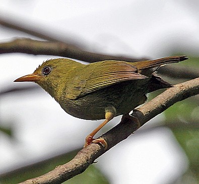 Bare-eyed White-eye side view