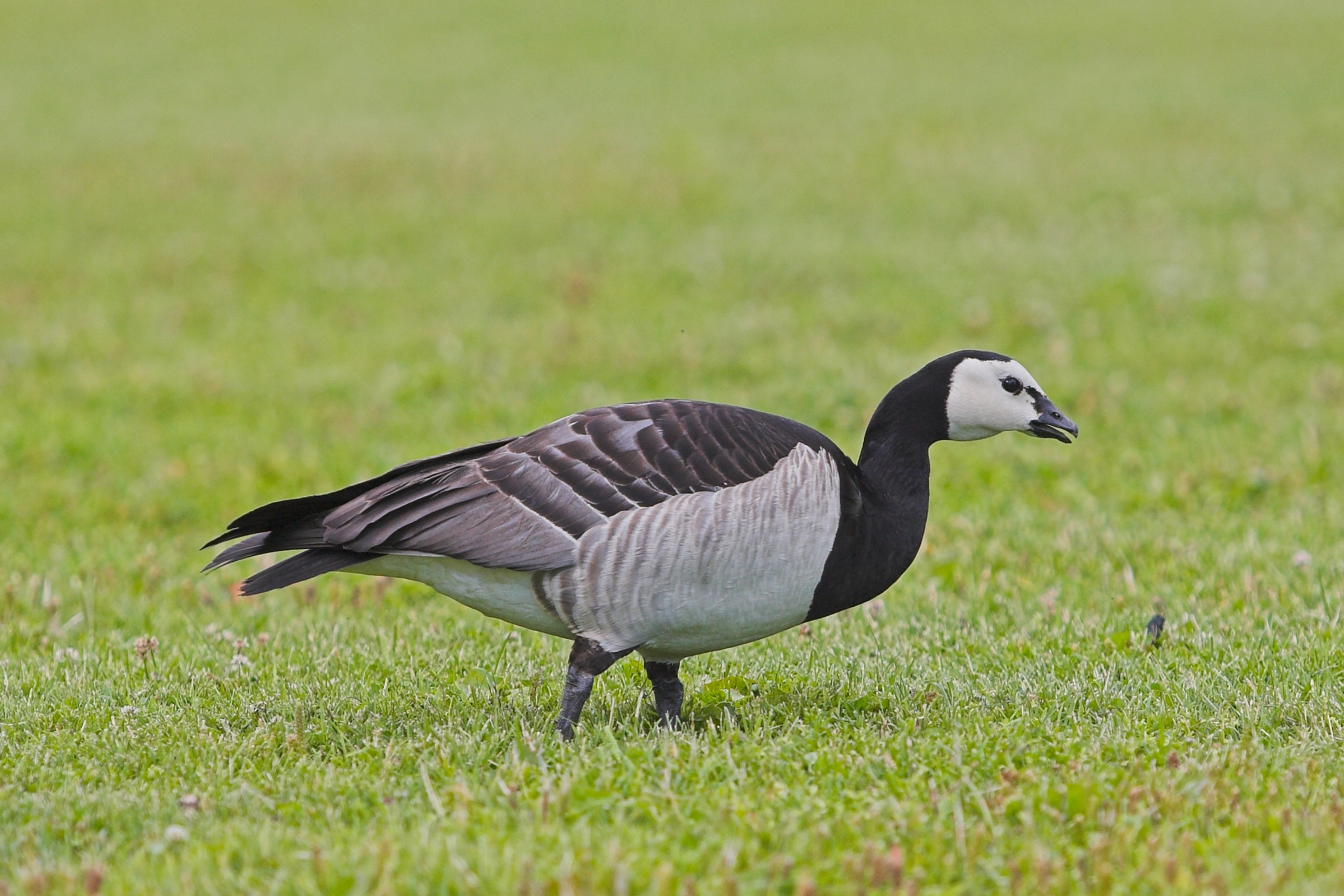 Barnacle Goose on the grass