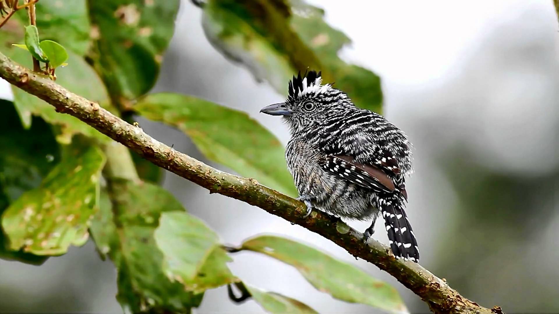 Barred Antshrike on the branch